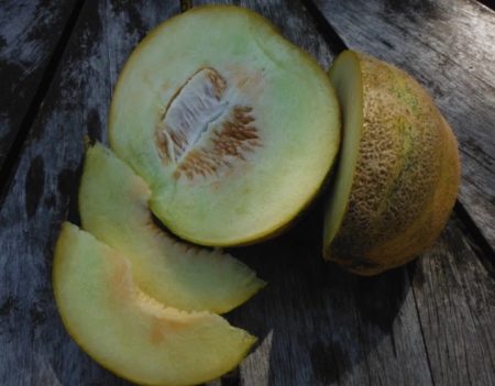 Montreal market melon from Yonder Hill Farm