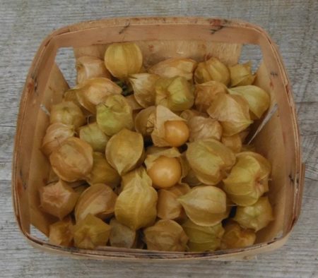 Husk cherry from Yonder Hill Farm