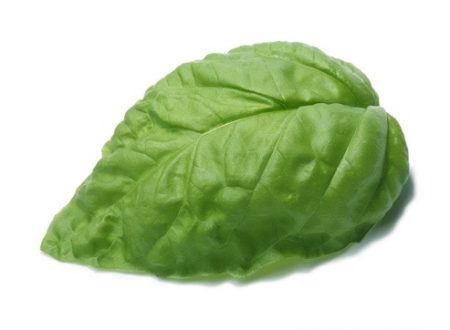 Basil Seeds Lettuce Leaf Natural Seeds Canada