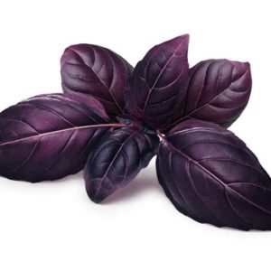 Basil Seeds Red Natural Seeds Canada