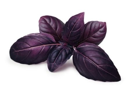 Basil Seeds Red Natural Seeds Canada