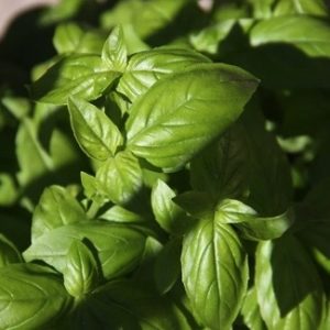 Basil Seeds Thai Natural Seeds Canada