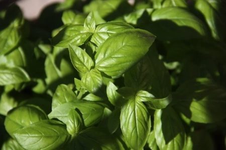 Basil Seeds Thai Natural Seeds Canada
