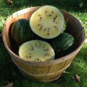 Early moonbeam watermelon from Yonder HIll Farm