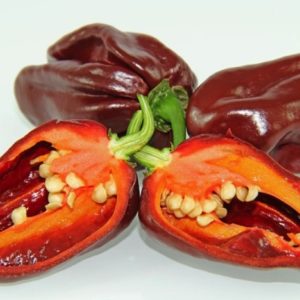 Habanero Chocolate Hot Pepper Seeds Natural Seeds Canada