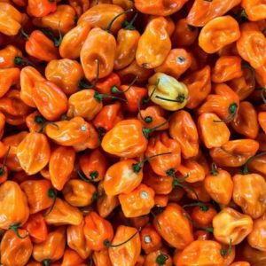 Habanero Orange Hot Pepper Seeds Natural Seeds Canada