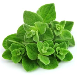 Oregano Seeds Natural Seeds Canada