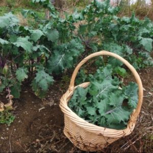 Red Russian kale from Yonder Hill Farm
