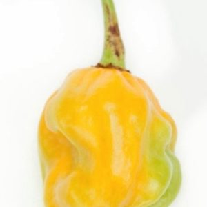 Scotch Bonnet Hot Pepper Seeds Natural Seeds Canada