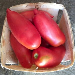 Opalka tomatoes from Yonder Hill Farm