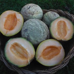 Pride of Wisconsin melons form Yonder Hill Farm