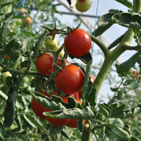 Sub Arctic Plenty Tomato